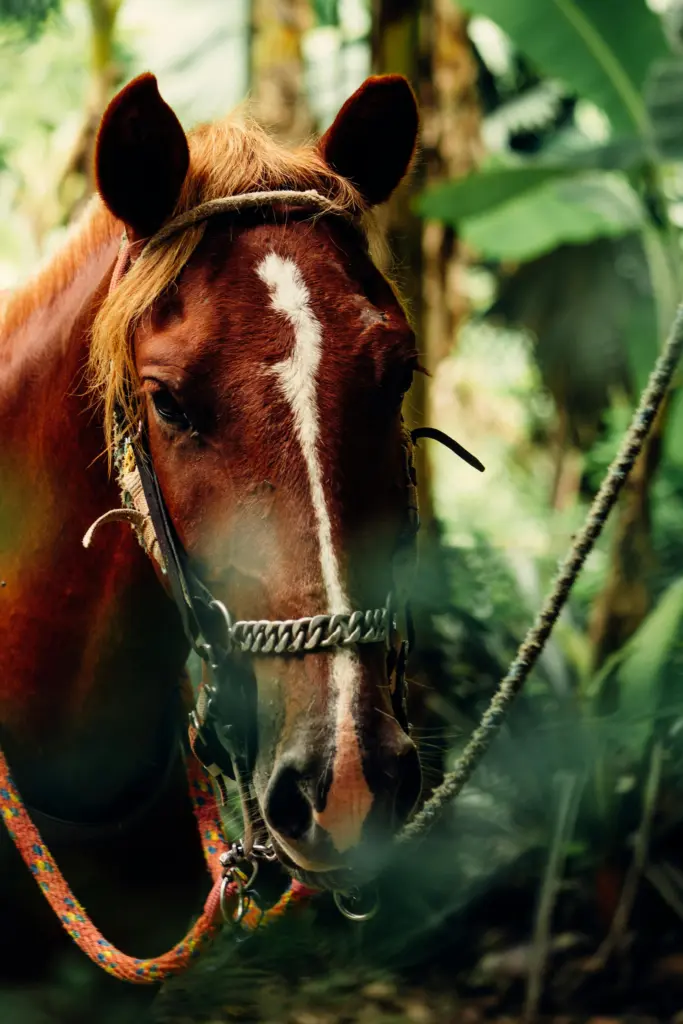 Couples in Cancun Horseback Riding Through the Jungle